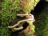 Burnt Pancake Fungus